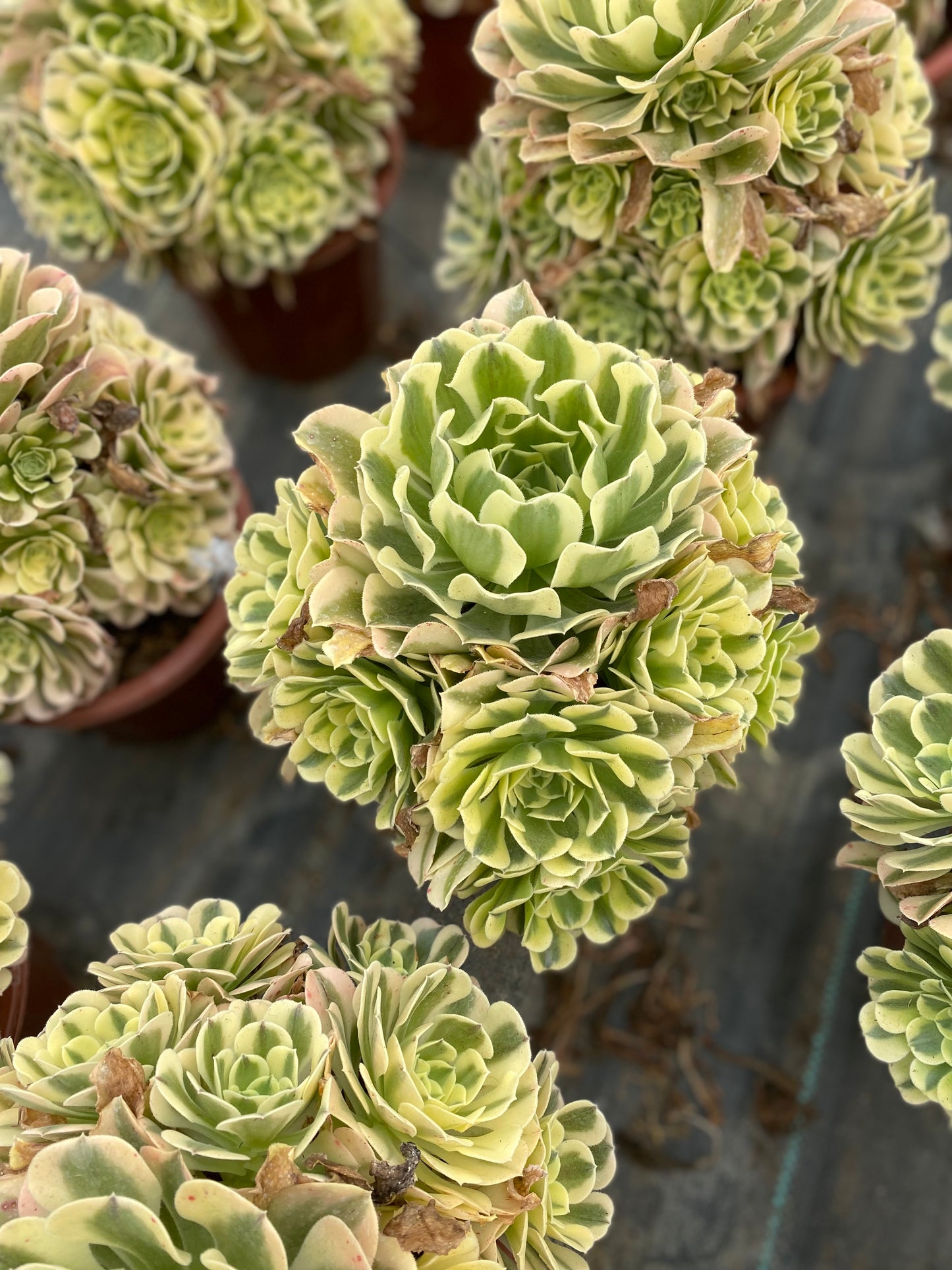 Green Medusa/绿豆沙 cluster 20-30cm at least 13 heads