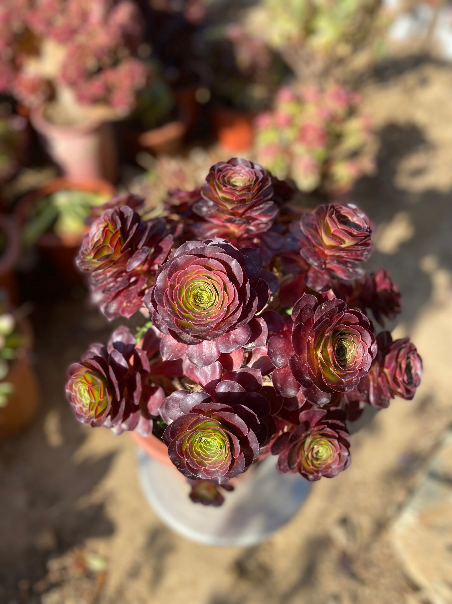 Charm Gold Rose/魅金玫瑰 at least 12 heads 35cm two years old aeonium cluster