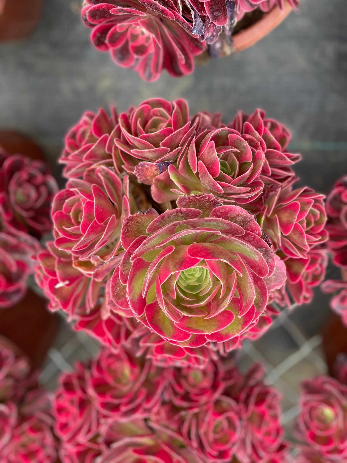 Pink Witch/粉女巫 Cluster At least 10 heads 20-25cm