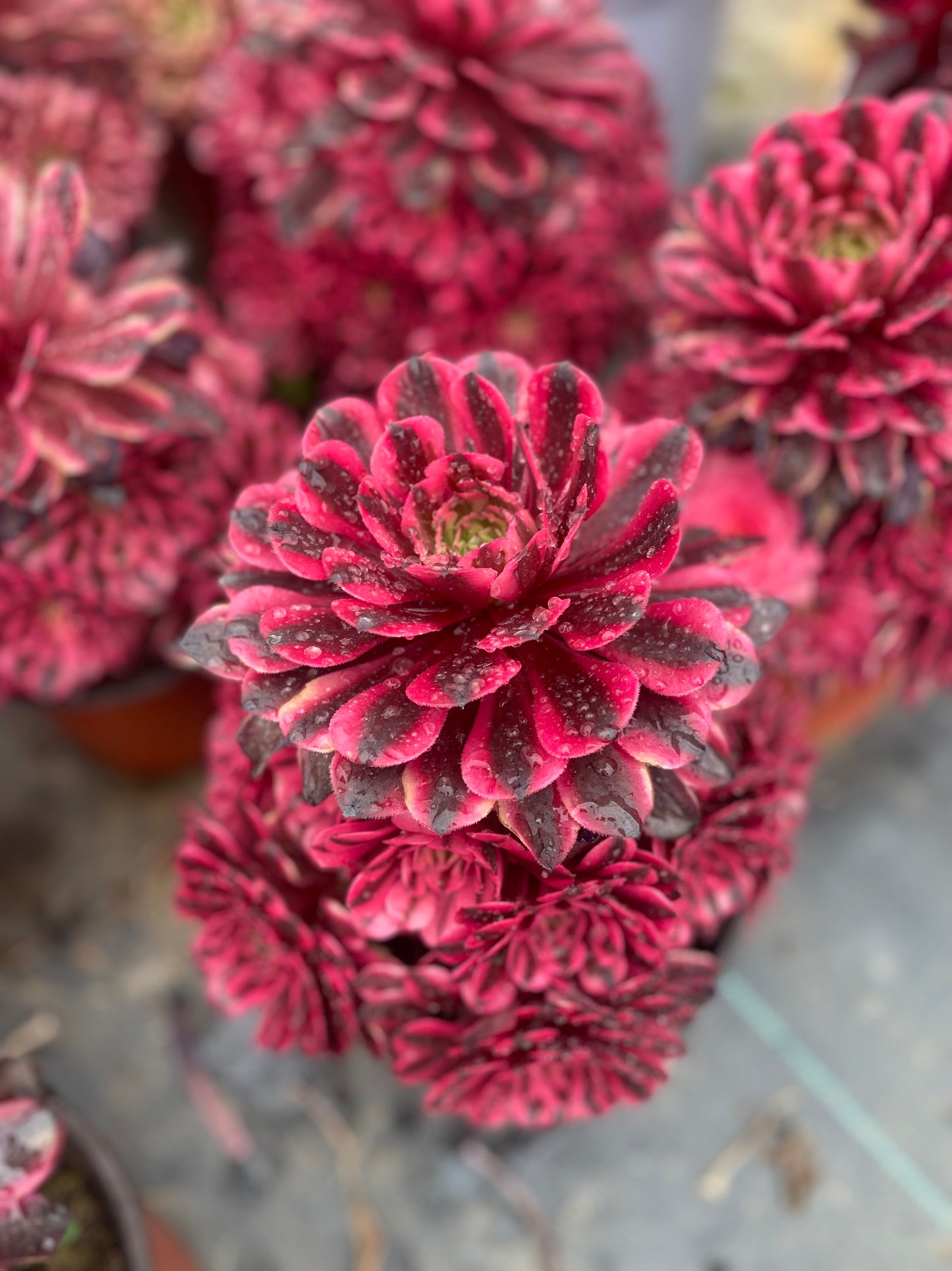 Pink Panther/粉红豹 cluster 20-30cm at least 10 heads