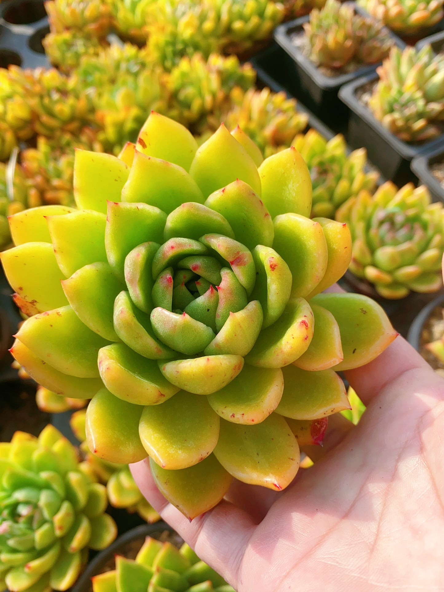 Alien/外星人 9cm pot