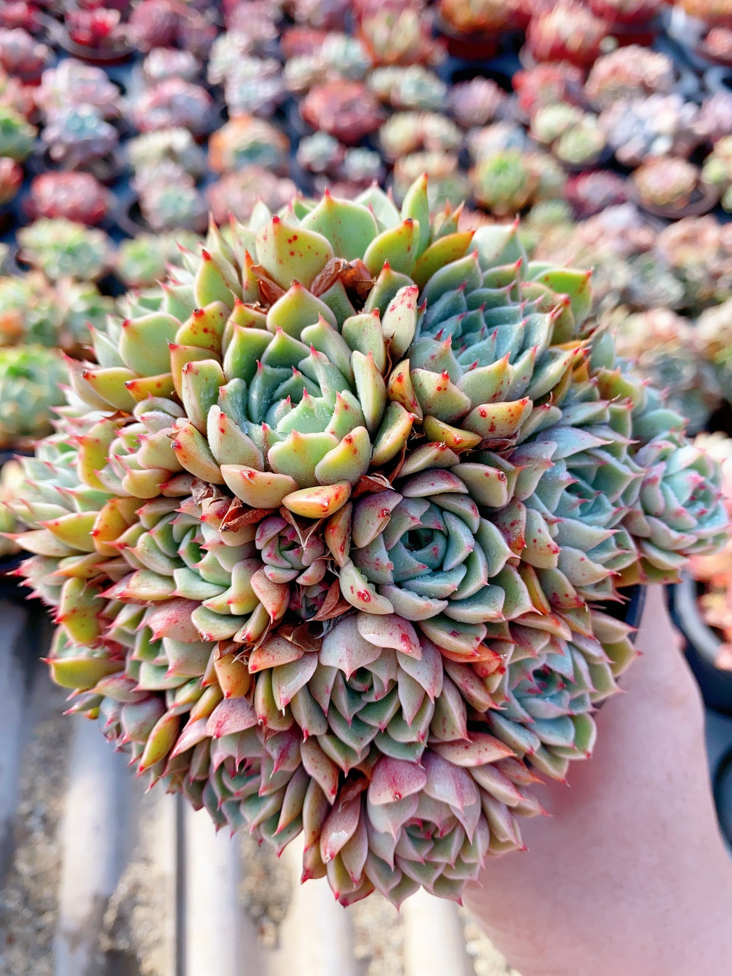 Ben Badis/苯巴蒂斯 cluster at least 10cm