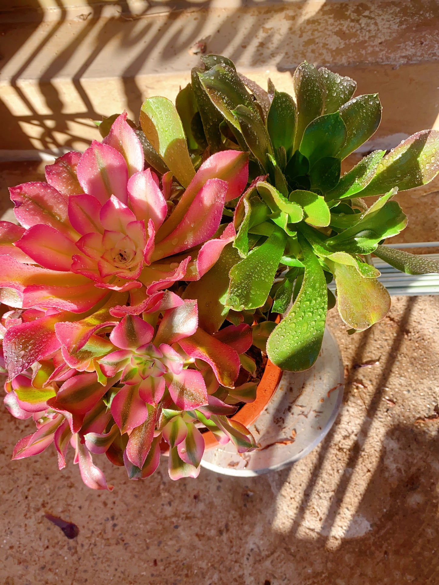 Princess and Chocolate Mousse in one 40cm two years old