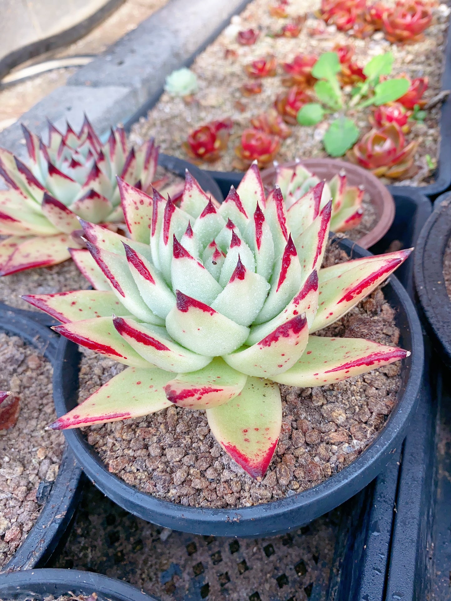 Agavoides/东云 15cm