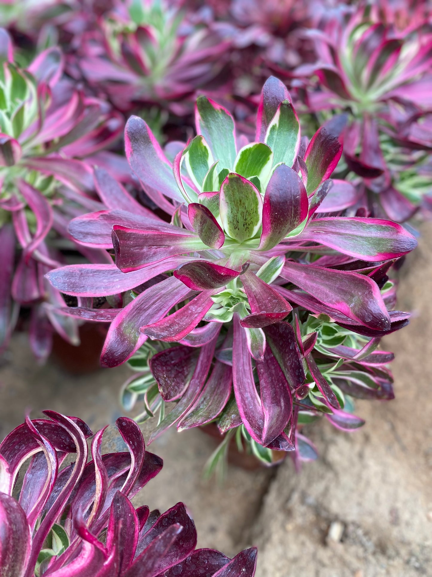 Purple Flame/紫焰 cluster at least 6 heads 20-30cm aeonium cluster