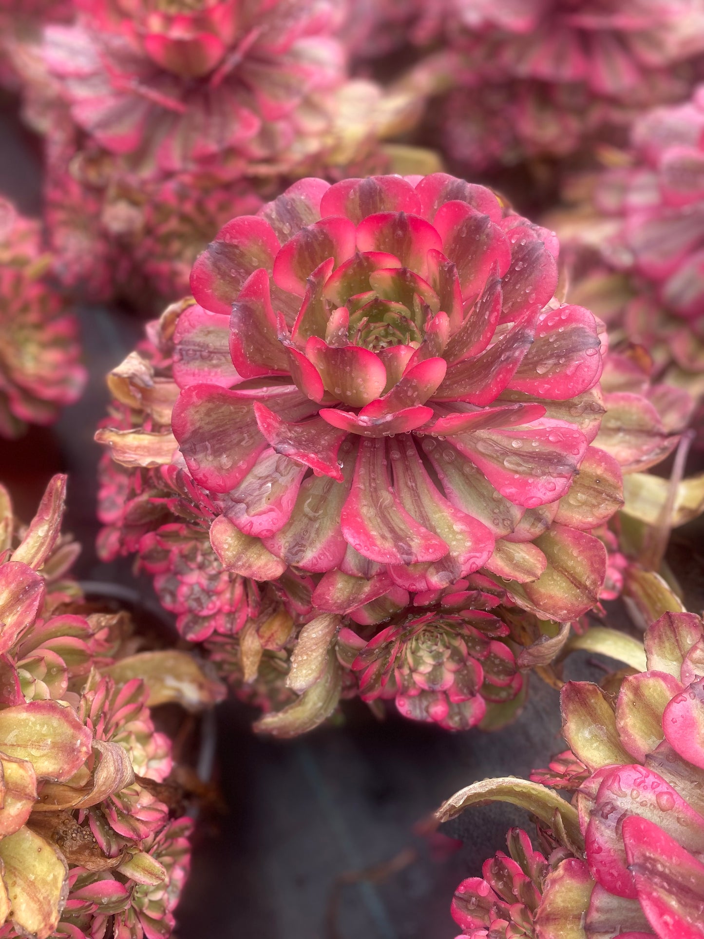 Pink Meiji/粉体美姬 cluster 20-30cm at least 10 heads