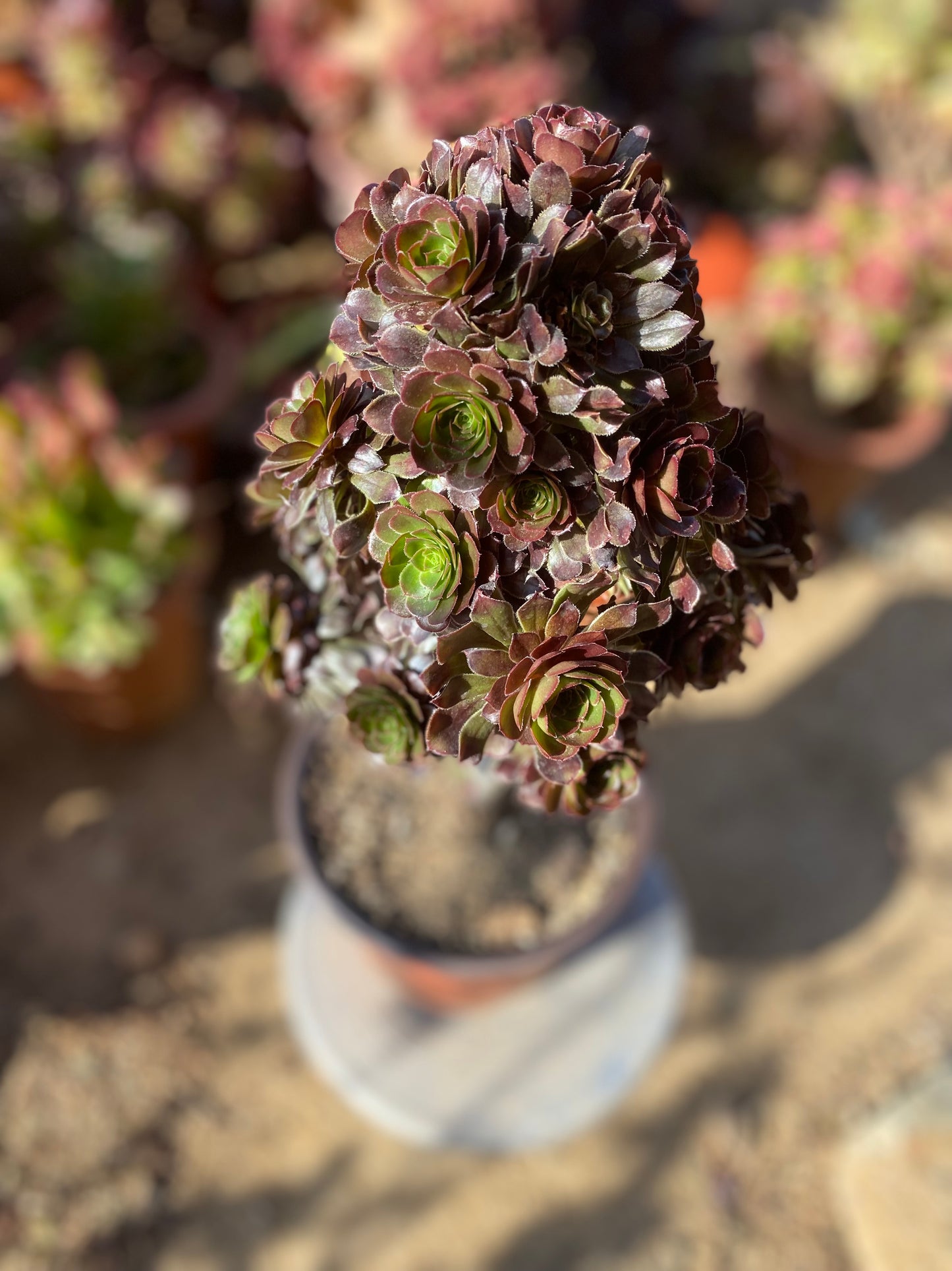 Aeonium arboreum Grey Form/灰法师 cluster at least 25 heads 20cm two years old two color in one aeonium cluster