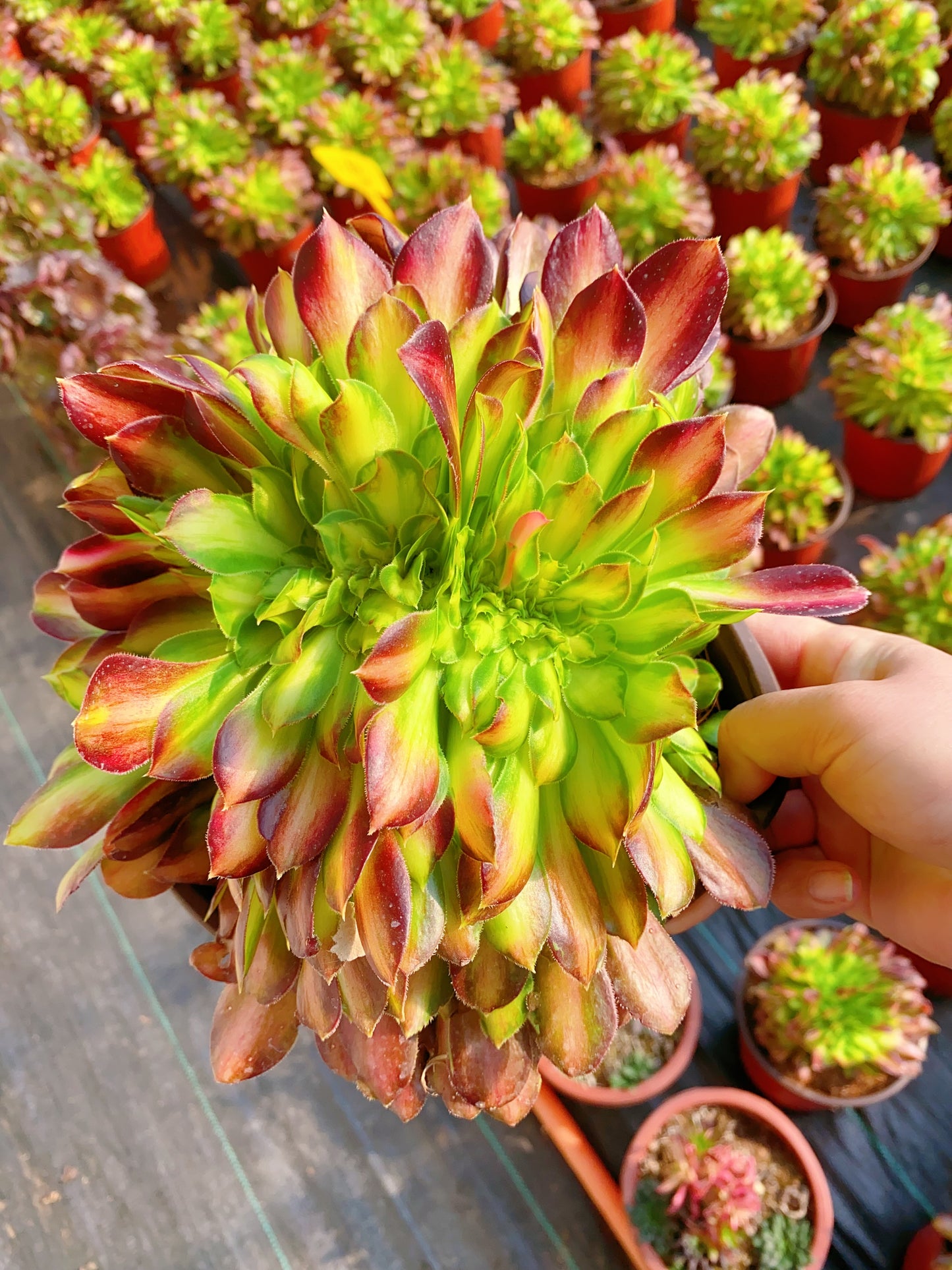 Glorious Youth Crested/韶华缀化 15-20cm