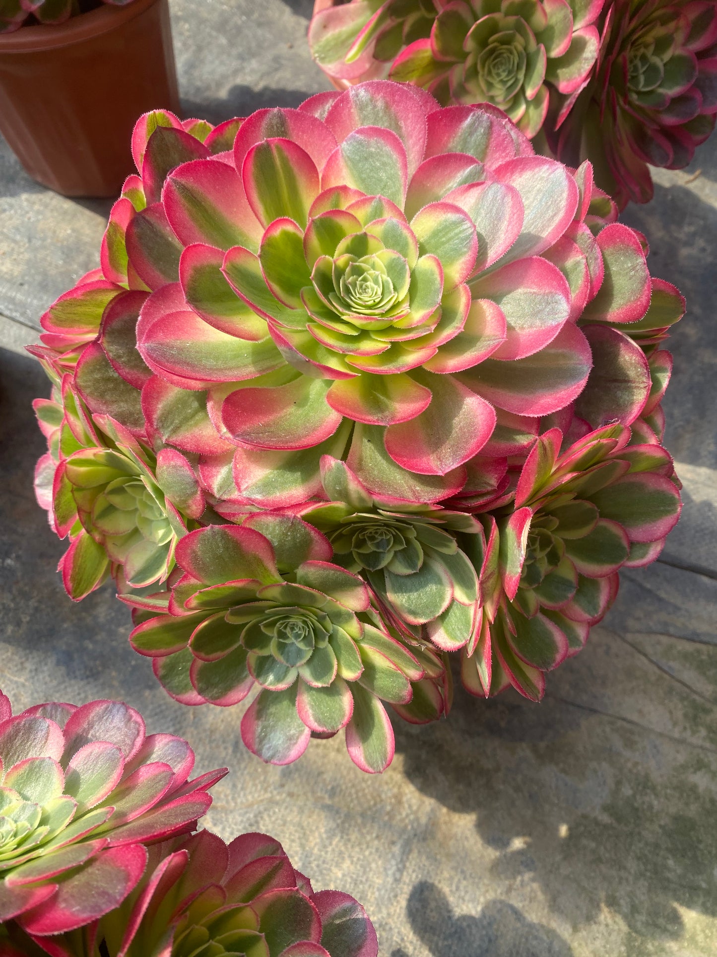 Water Moon/水中月 cluster 20-30cm at least 10 heads