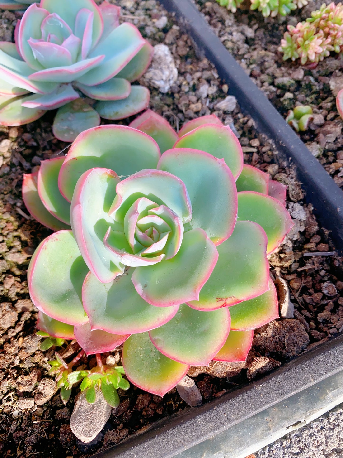 Blue Glow/蓝光 at least 8cm