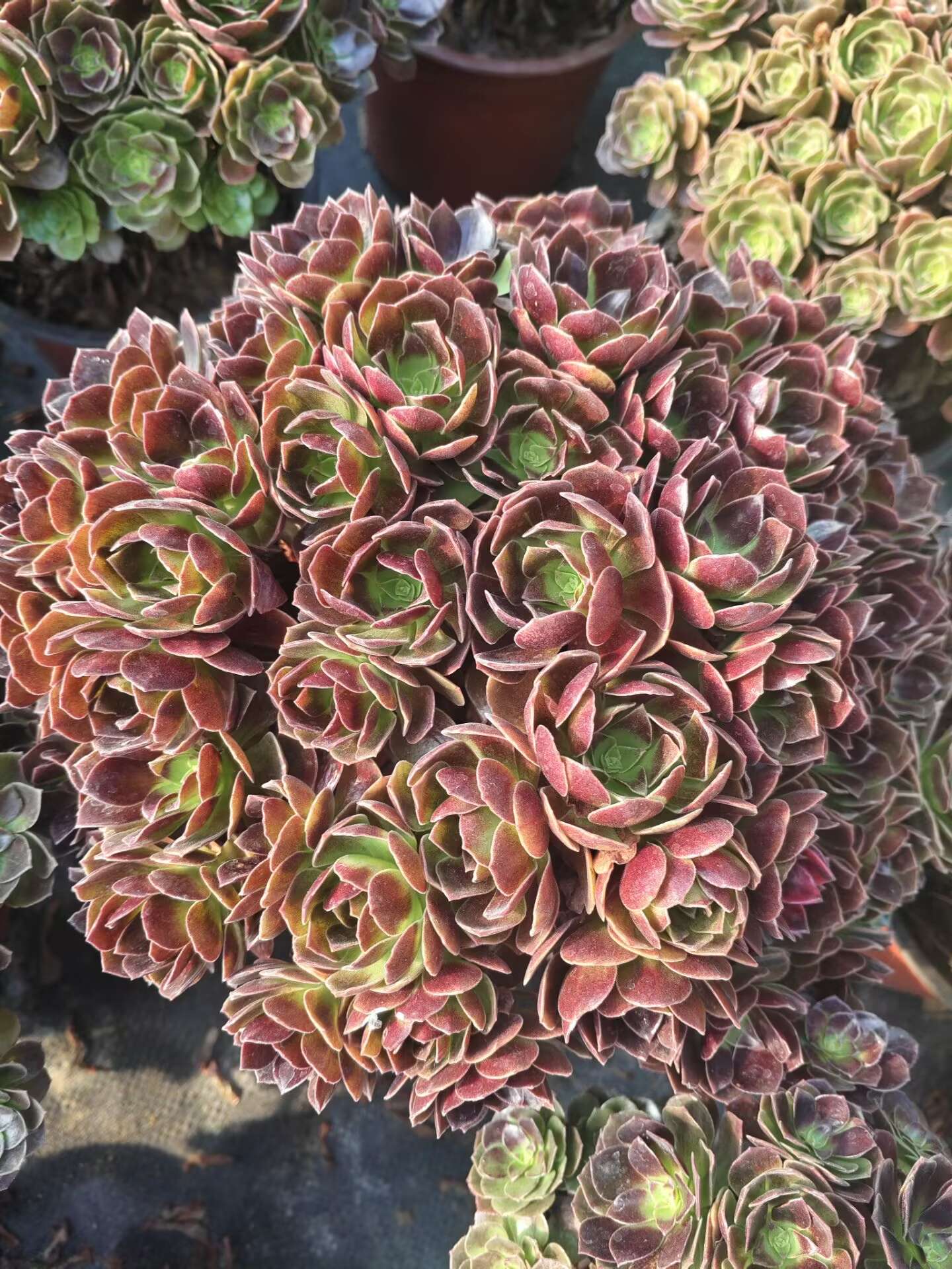 Red Flame Lotus/赤焰莲朵朵 Spherical Cluster 30-35cm at least 40 heads two years old