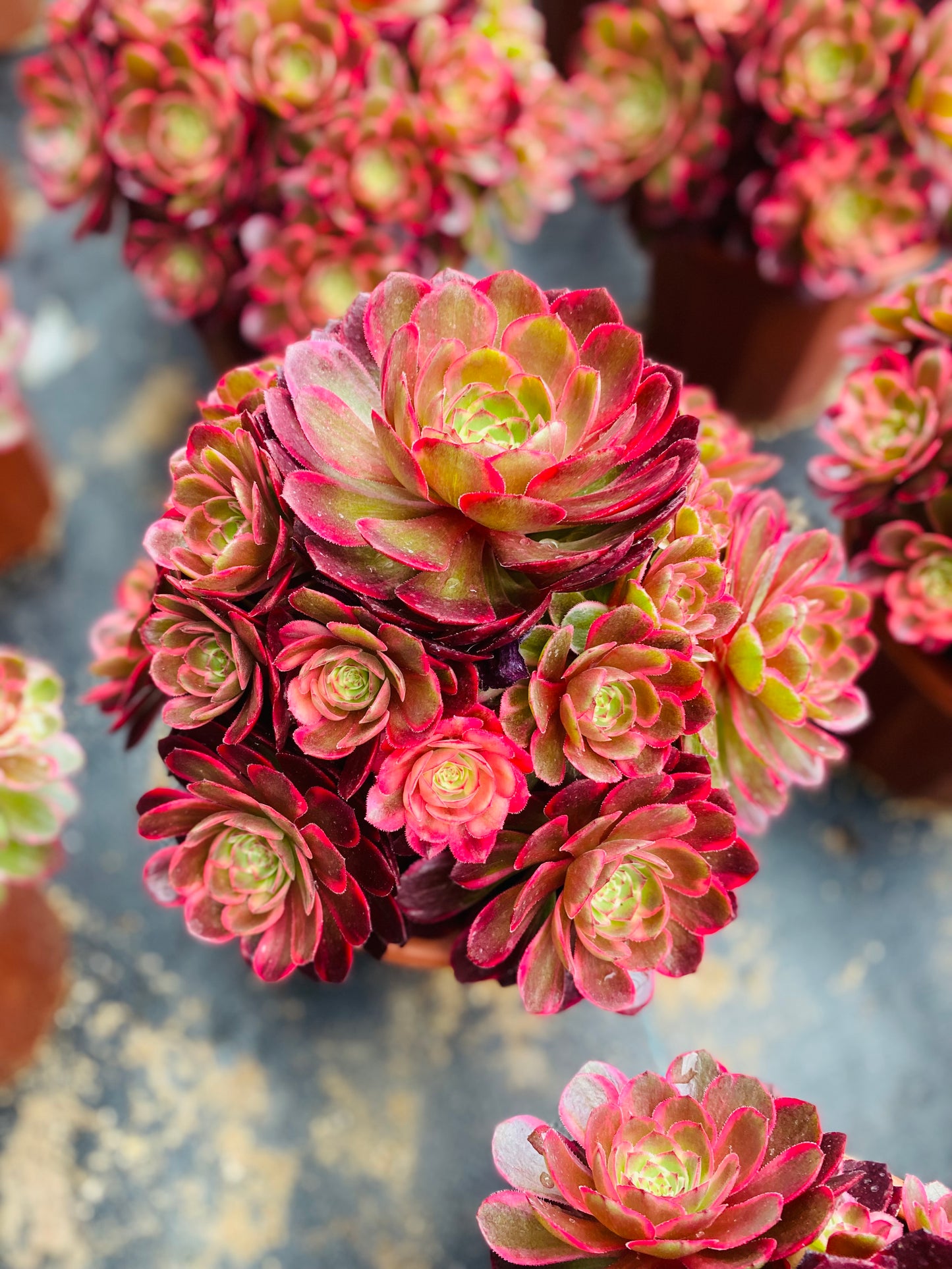 Red Flower Prince/红花郎 cluster 20-30cm at least 12 heads aeonium cluster