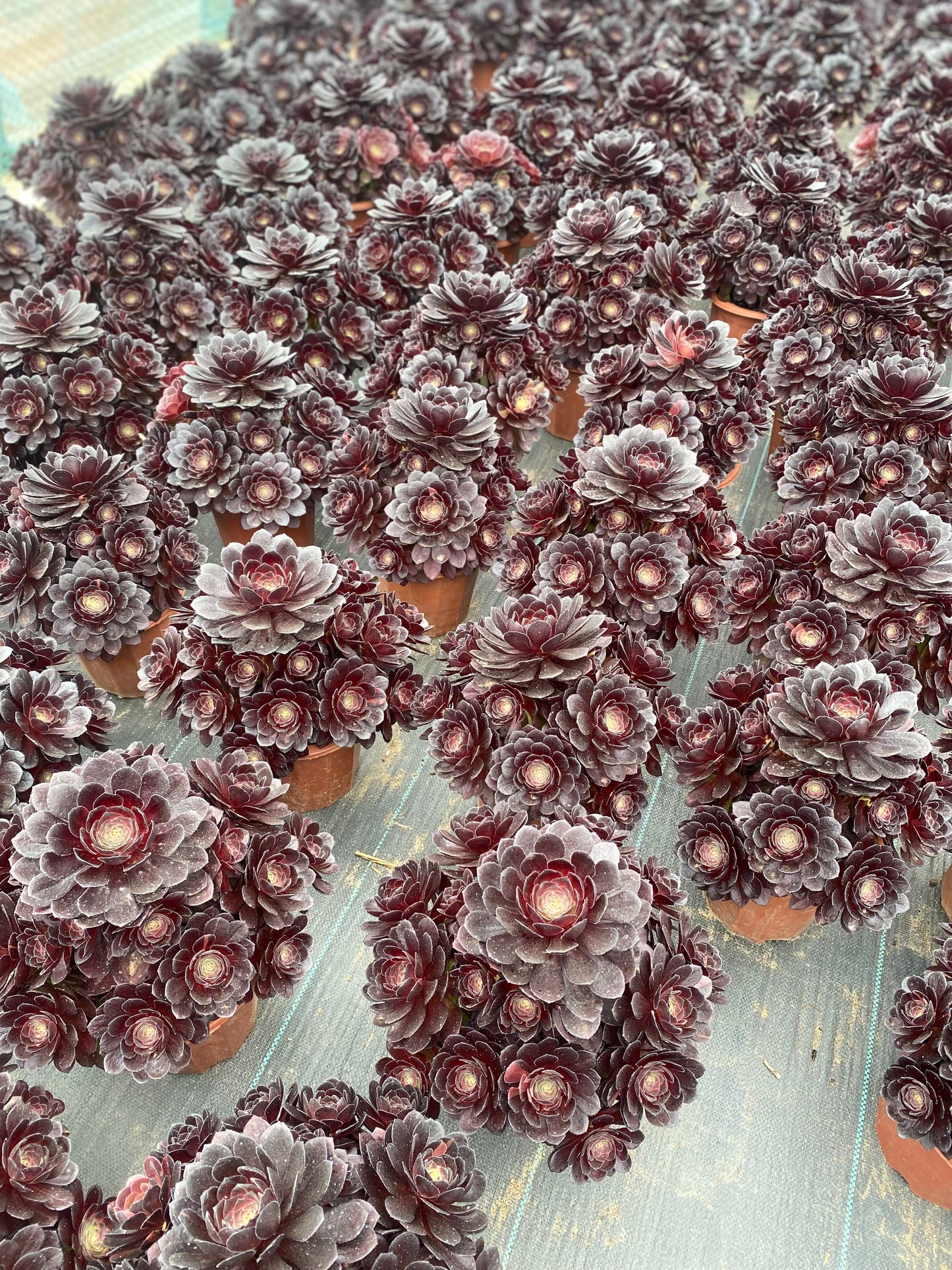 Black Beauty/黑美人 cluster at least 15 heads 20-30cm