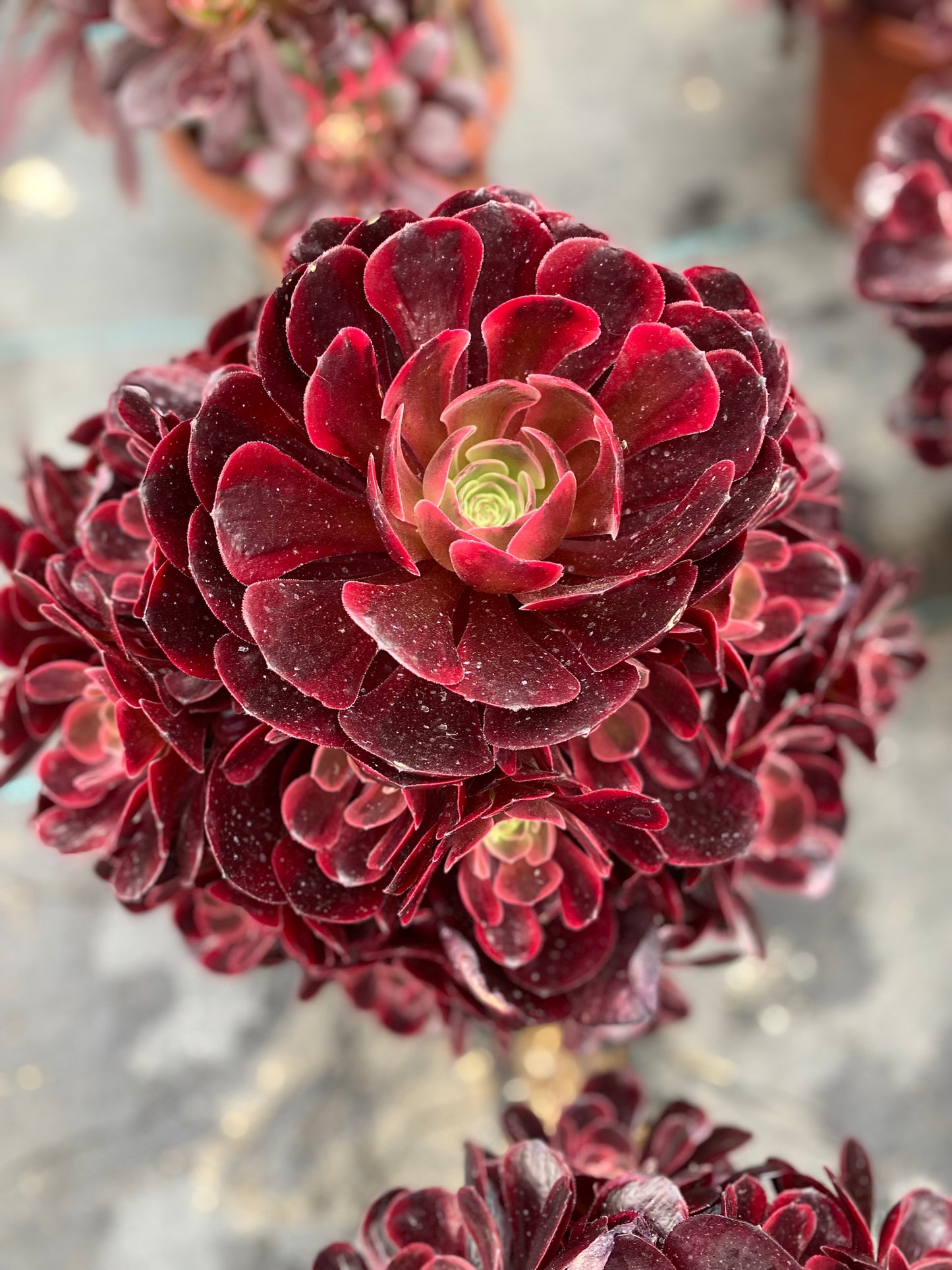 Eros/爱神 cluster at least 12 heads 20-30cm aeonium cluster
