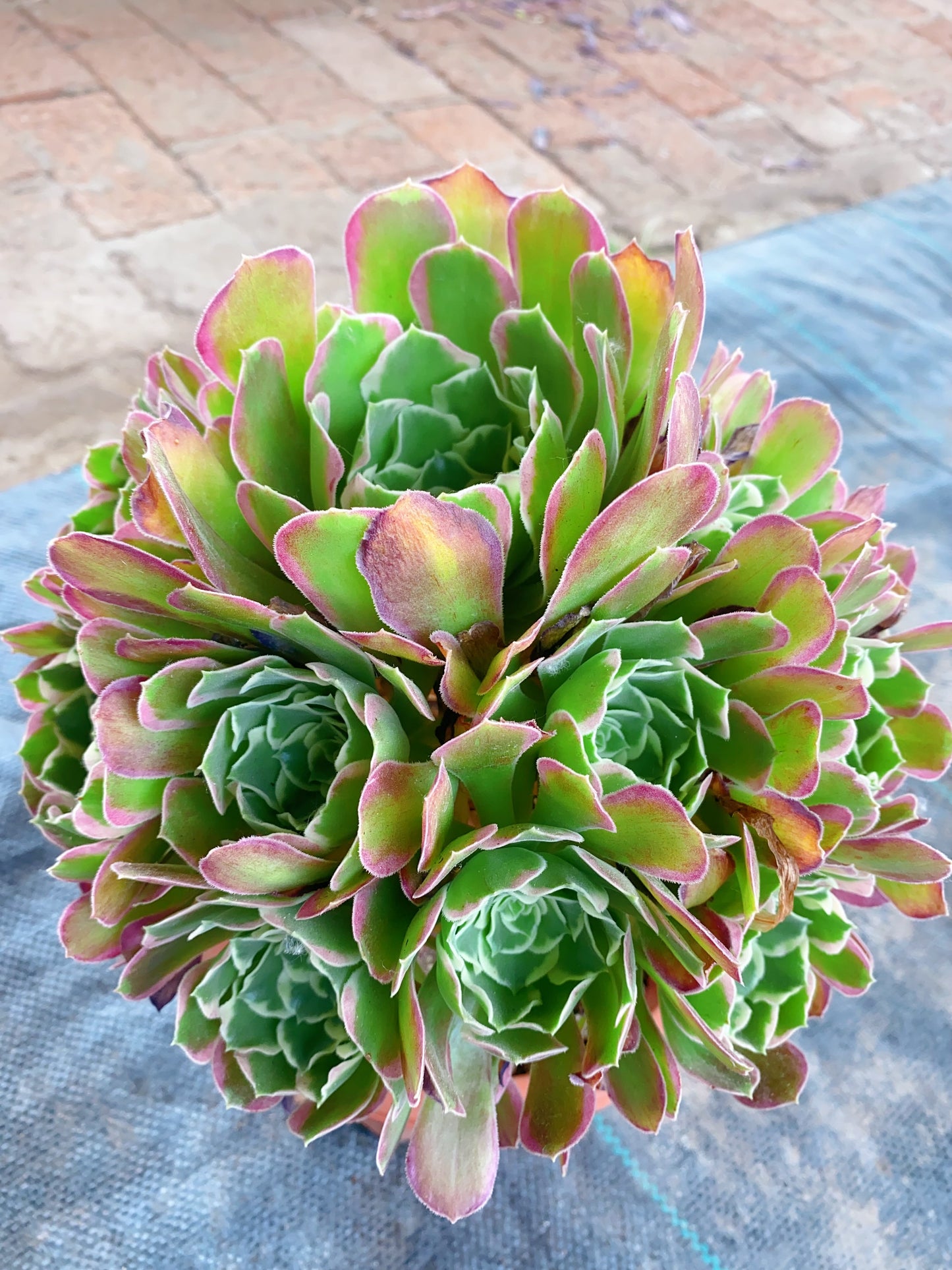 Riverstone/雨花石 Cluster At least 18 heads 25cm-30cm two years old
