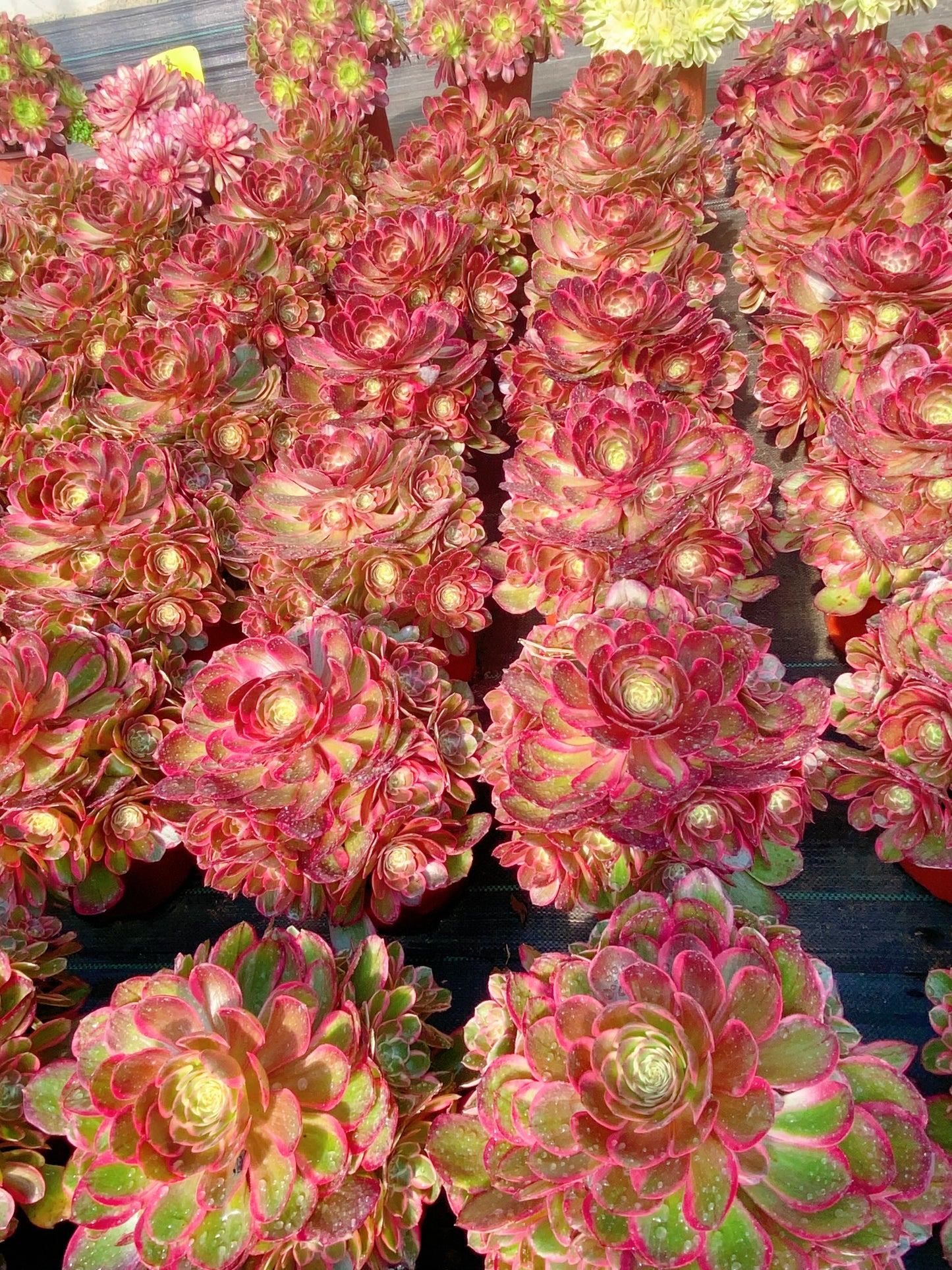 Evening Banquet/夜宴 cluster 20-30cm at least 10 heads
