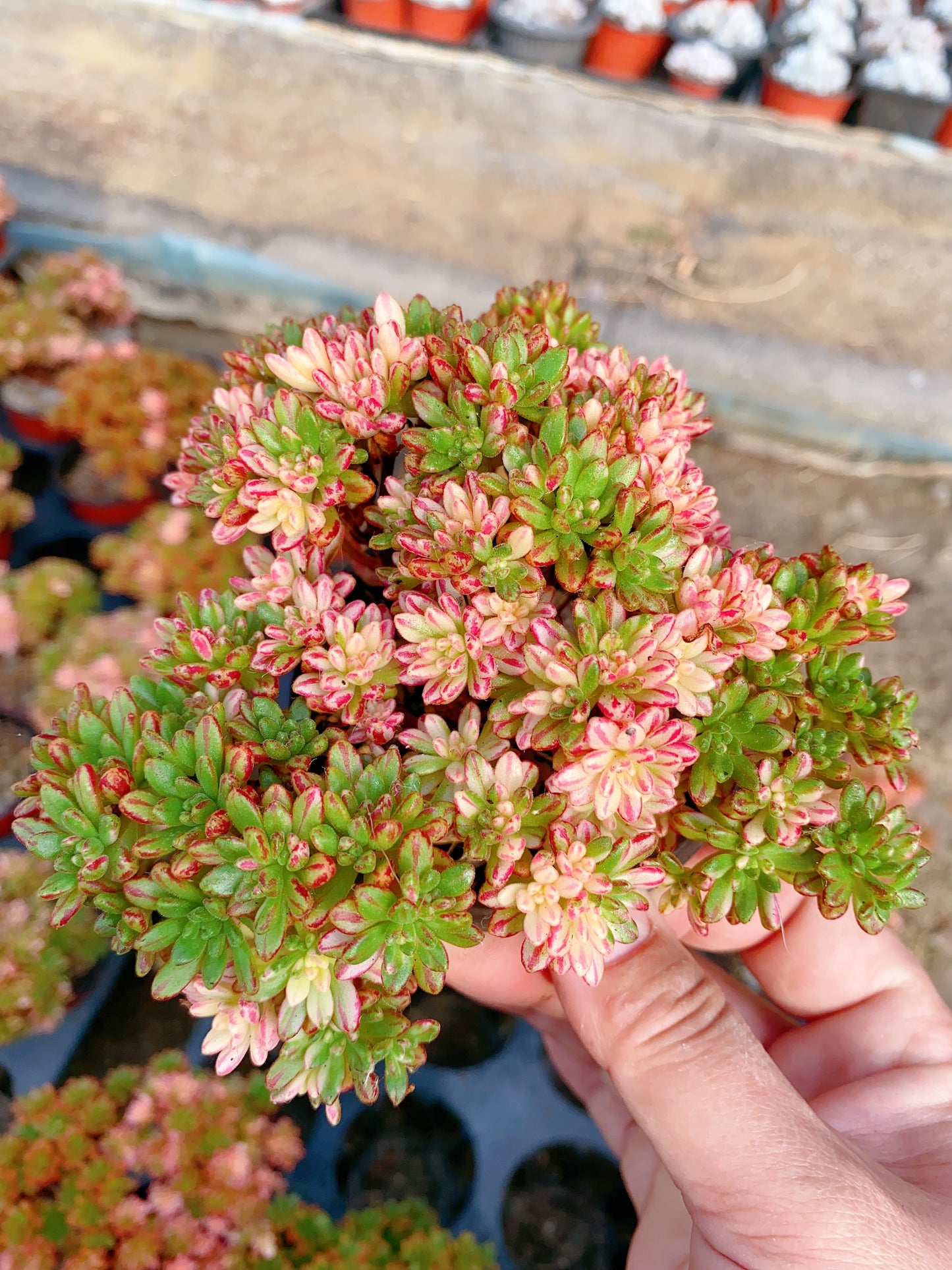 Kikyo/小人祭锦 cluster at least 15cm
