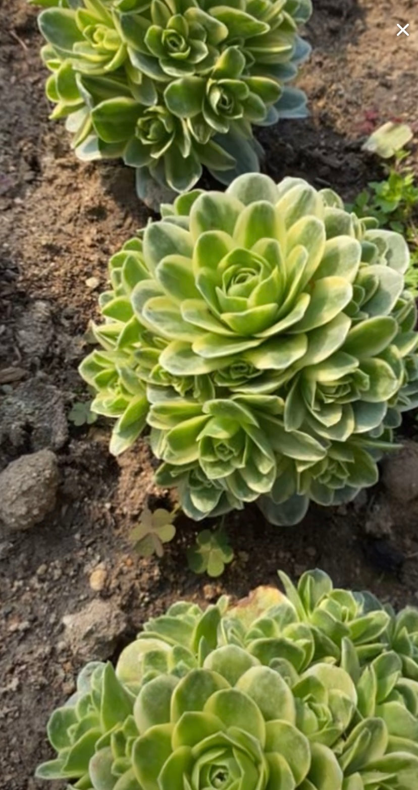 Greenovia Veriagated/山地玫瑰锦 cluster at least 6 heads 10cm
