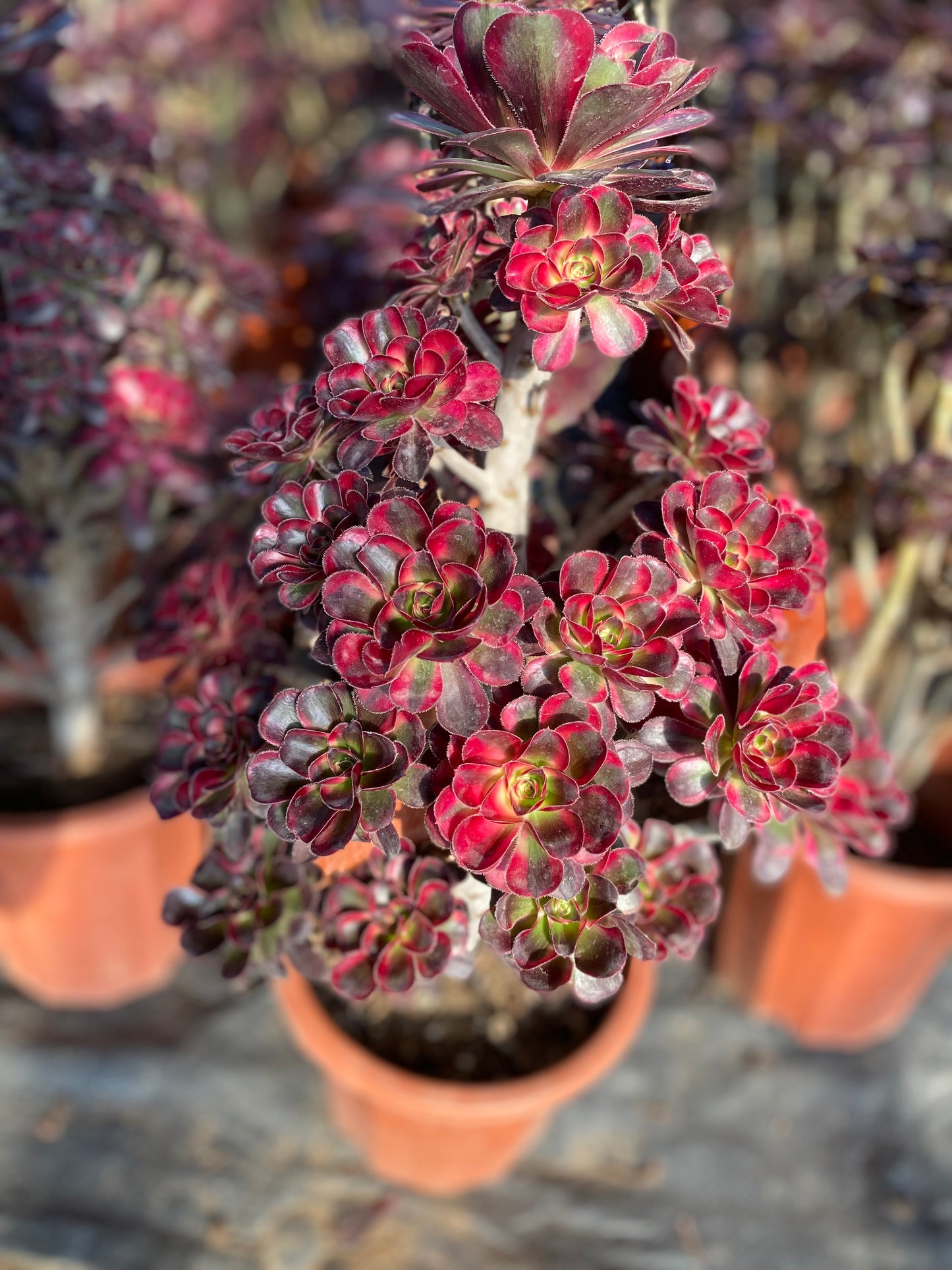 Lina/丽娜 cluster 30cm high 40cm at least 20 heads