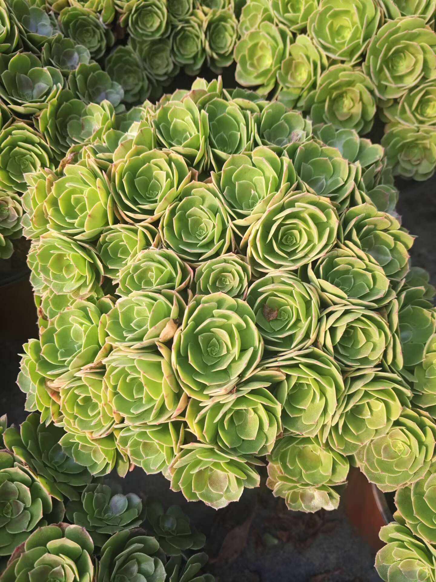 Halloween /万圣节朵朵 Spherical Cluster 30-35cm at least 50 heads two years old
