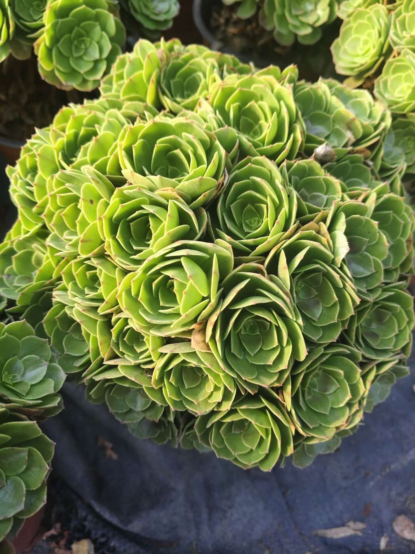 Halloween /万圣节朵朵 Spherical Cluster 30-35cm at least 50 heads two years old