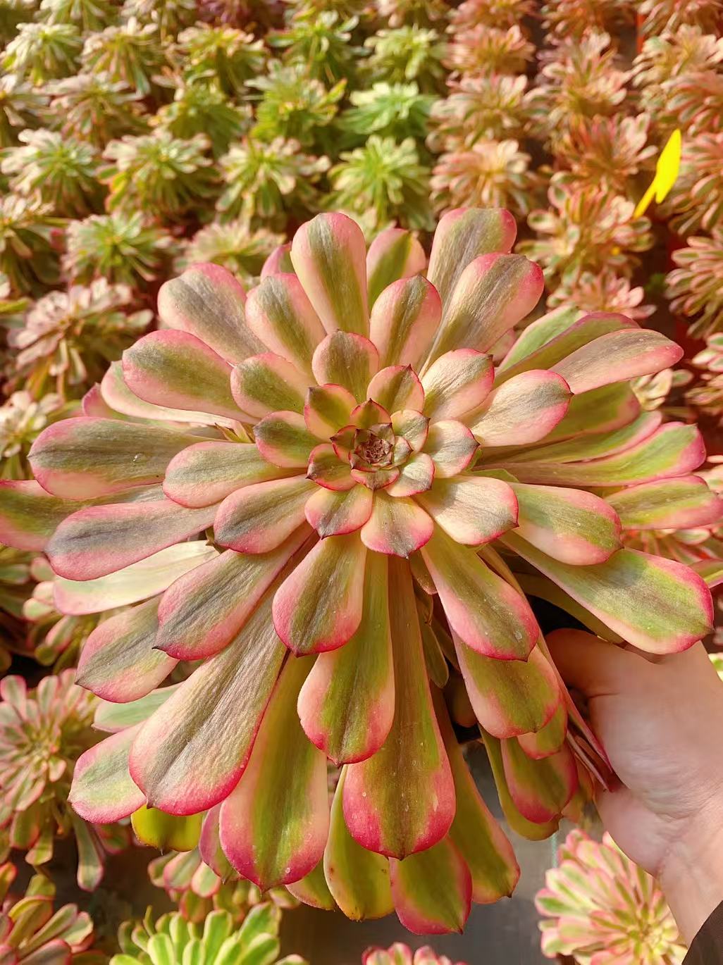 Pink Meiji/粉体美姬 cutting at least 10cm