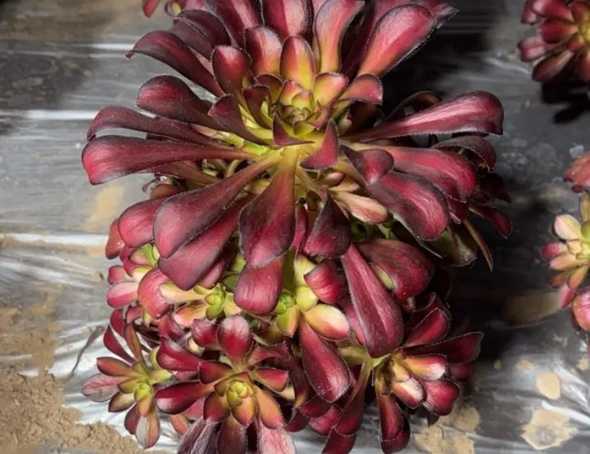 Aeonium Charisma/魅力 15-20cm cluster at least 6 heads