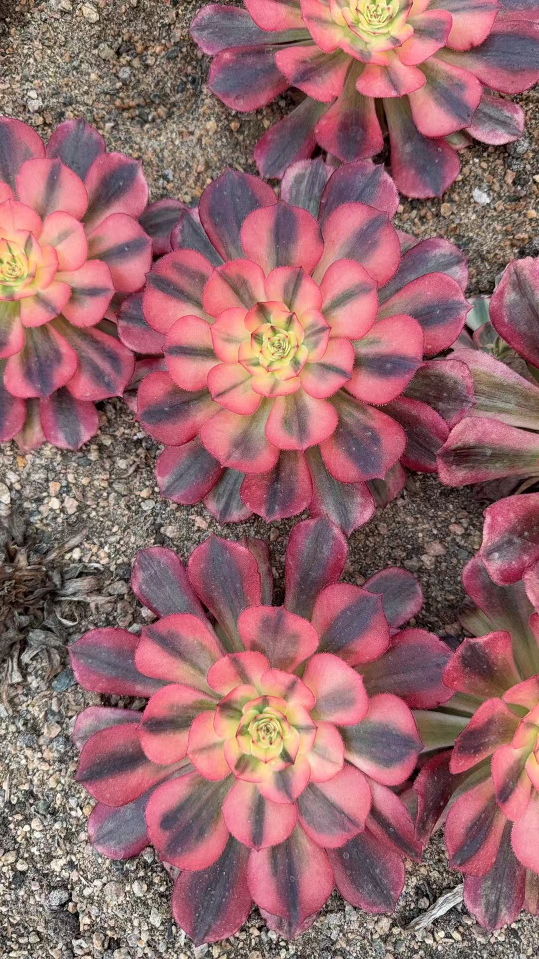 Red Flame Lotus Variegated/赤焰莲锦 cluster with little heads 15-20 cm Aeonium Single head Succulent Plant