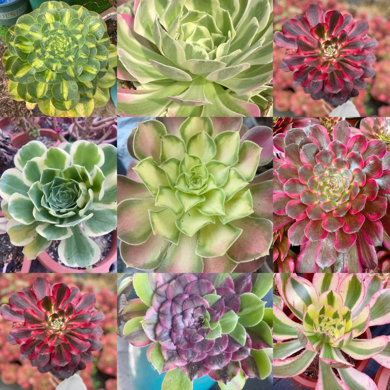 Aeonium Cutting