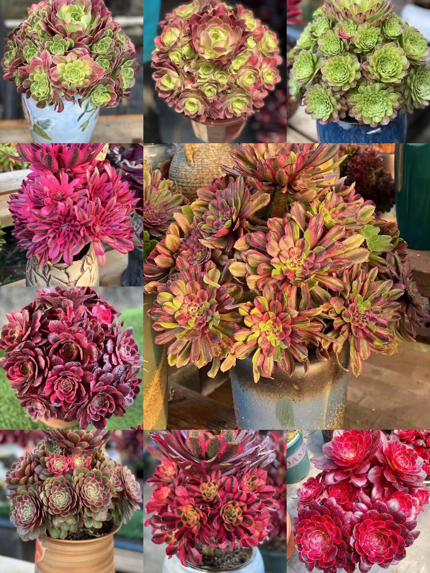 Aeonium Cluster