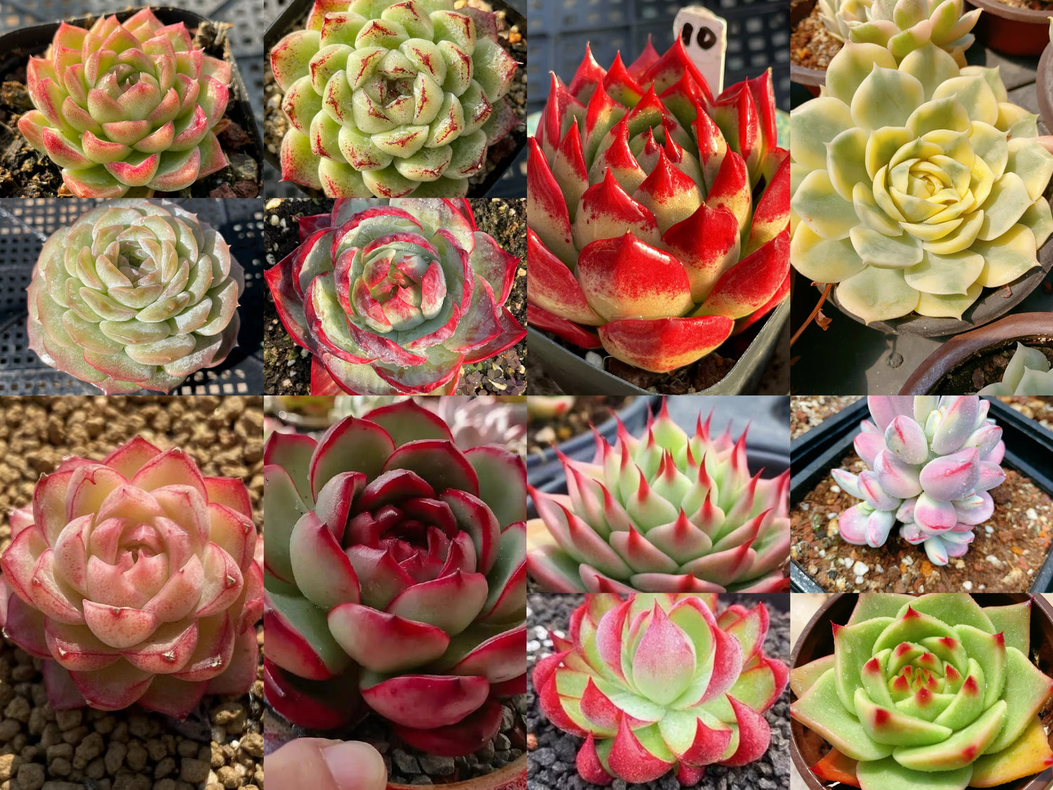 Echeveria Package