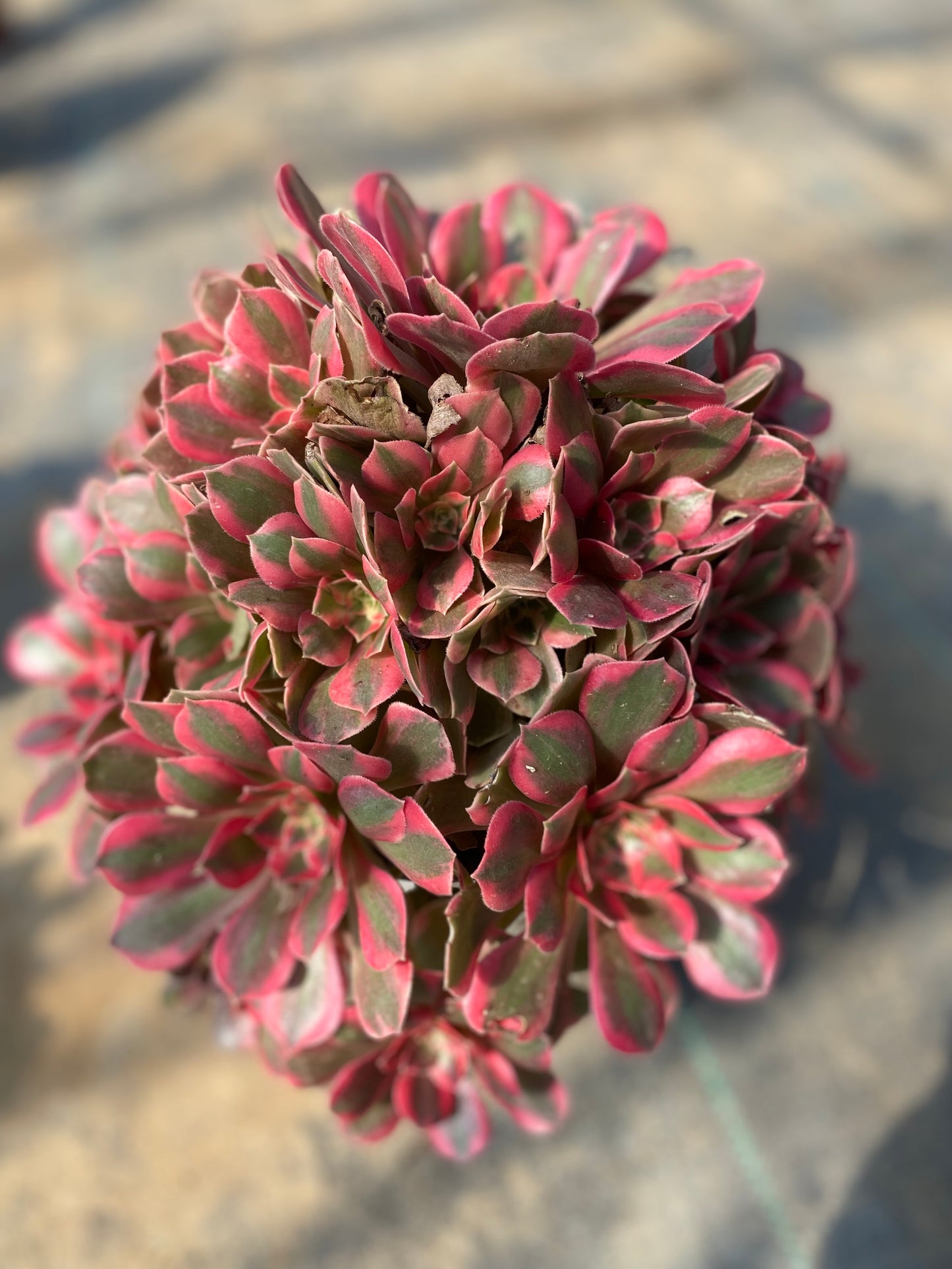 Banshee/女妖 cluster at least 8 heads 25-30 aeonium cluster Aeonium Cluster Succulent Plant