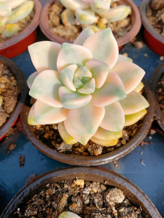 Pachyphytum 'Apricot Beauty' /美杏锦 9cm pot