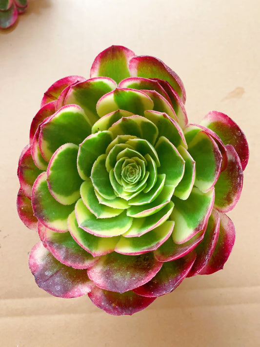 Water Moon/水中月 cutting at least 10cm Aeonium Cutting Succulent Plant