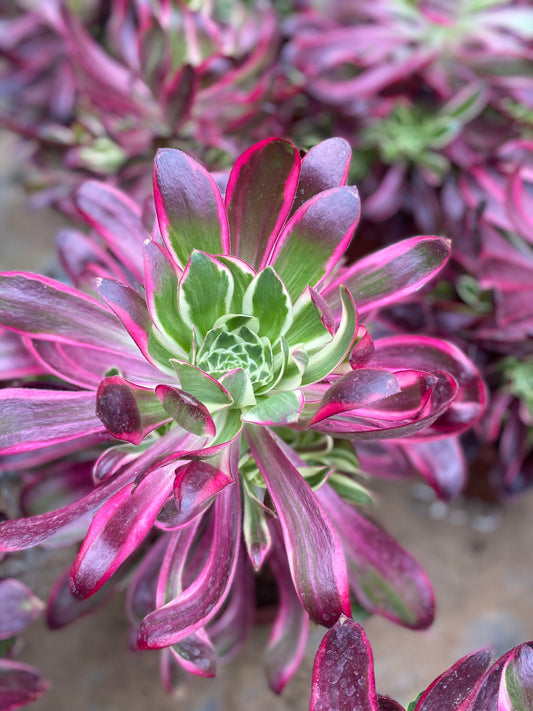 Purple Flame/紫焰 cluster at least 6 heads 20-30cm aeonium cluster