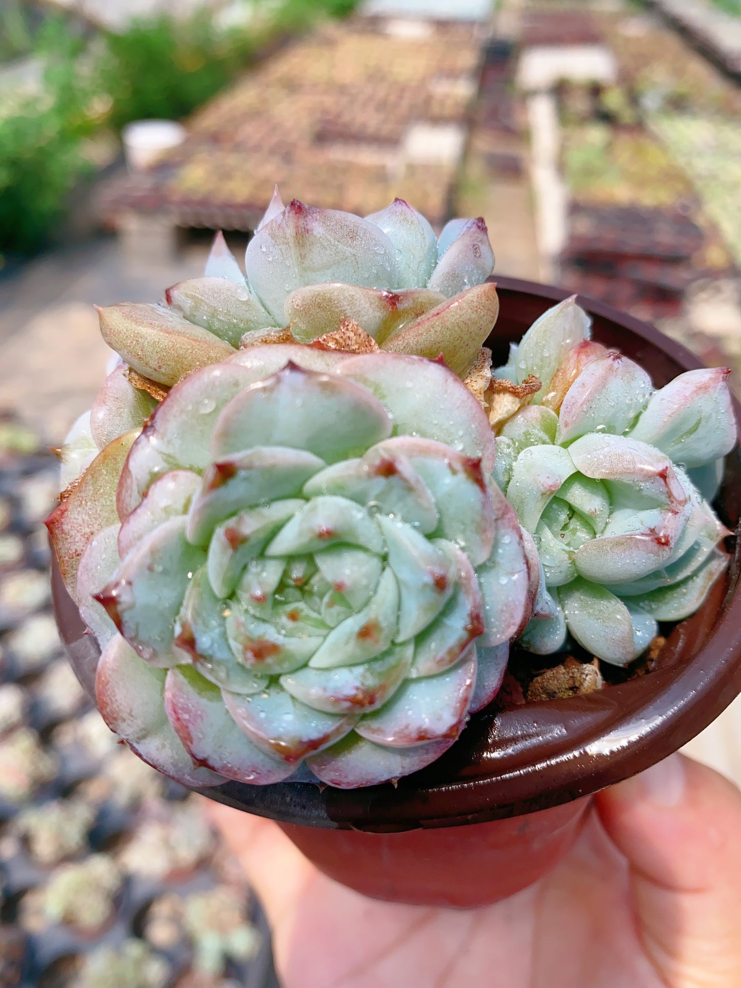 Red Velvet/天鹅绒 cluster 9cm pot