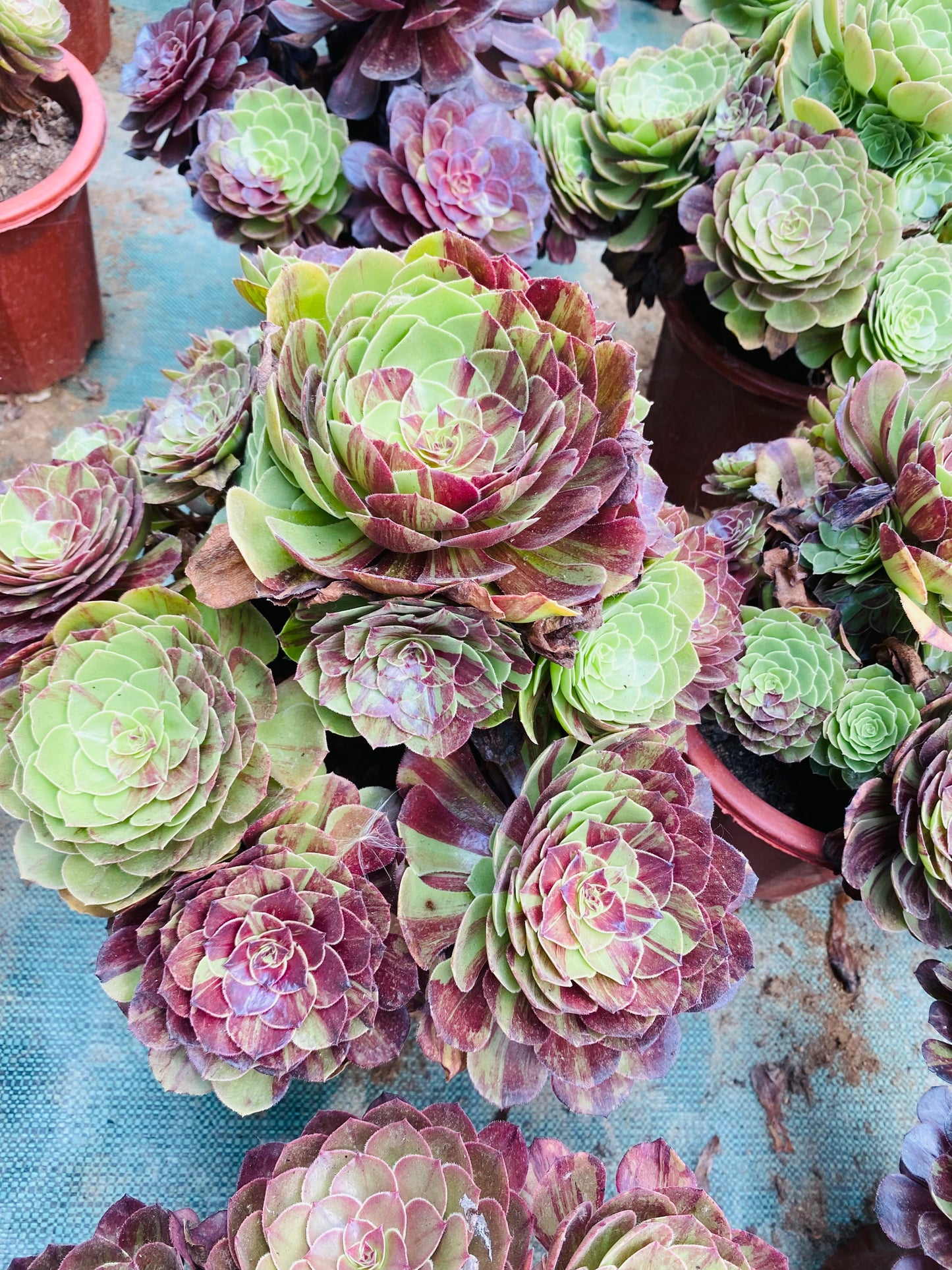 Pulidonis/花月夜 Cluster At least 18 heads 30cm-40cm Aeonium Cluster Succulent Plant