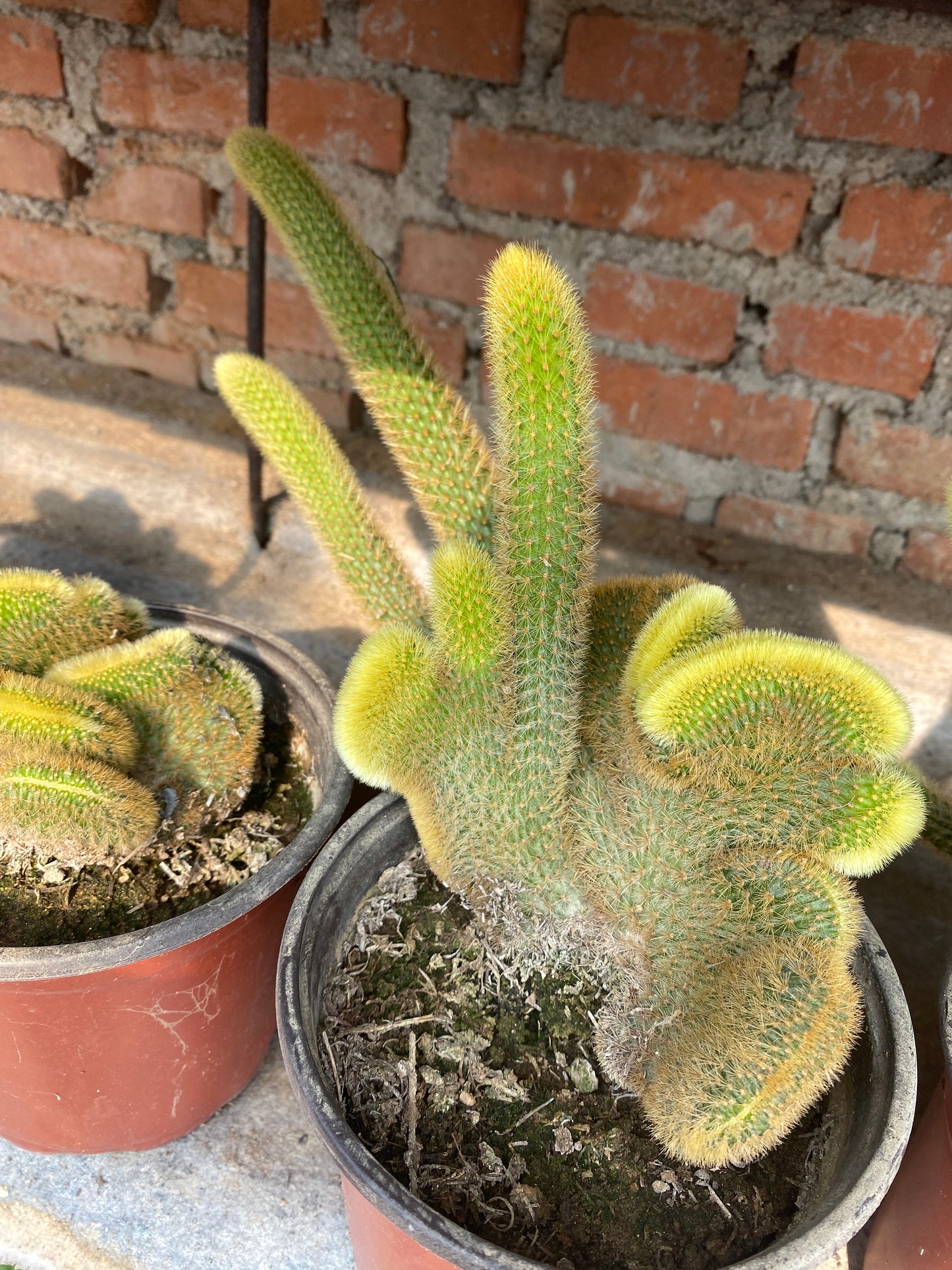 Five Finger Mountain Cactus/五指山仙人掌 13 cm pot