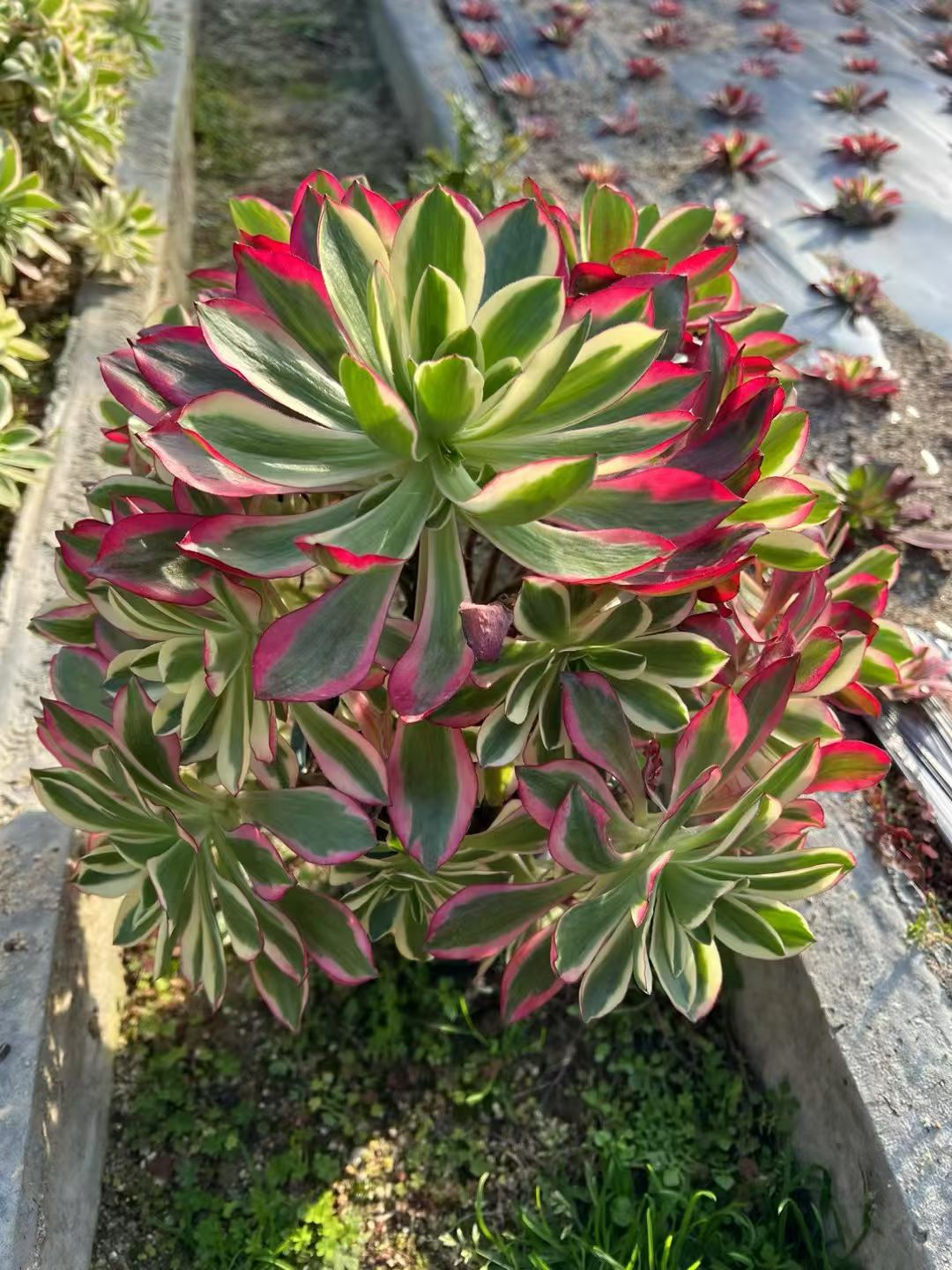 Cherry/樱桃 cluster at least 8 heads 20-30cm Aeonium Cluster Succulent Plant