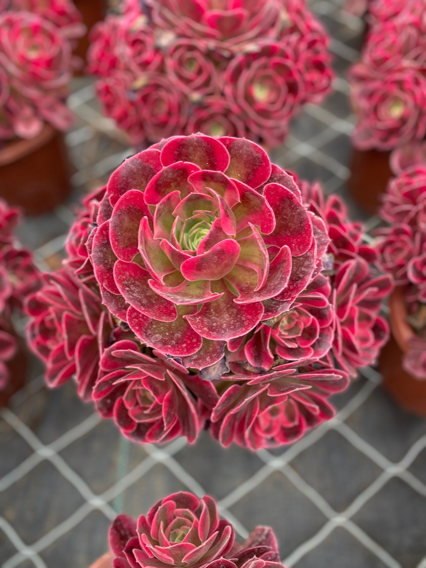Pink Witch/粉女巫 Cluster At least 10 heads 20-25cm