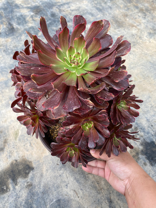 Jade Pot/玉壶 cluster 20-25cm at least 10 heads