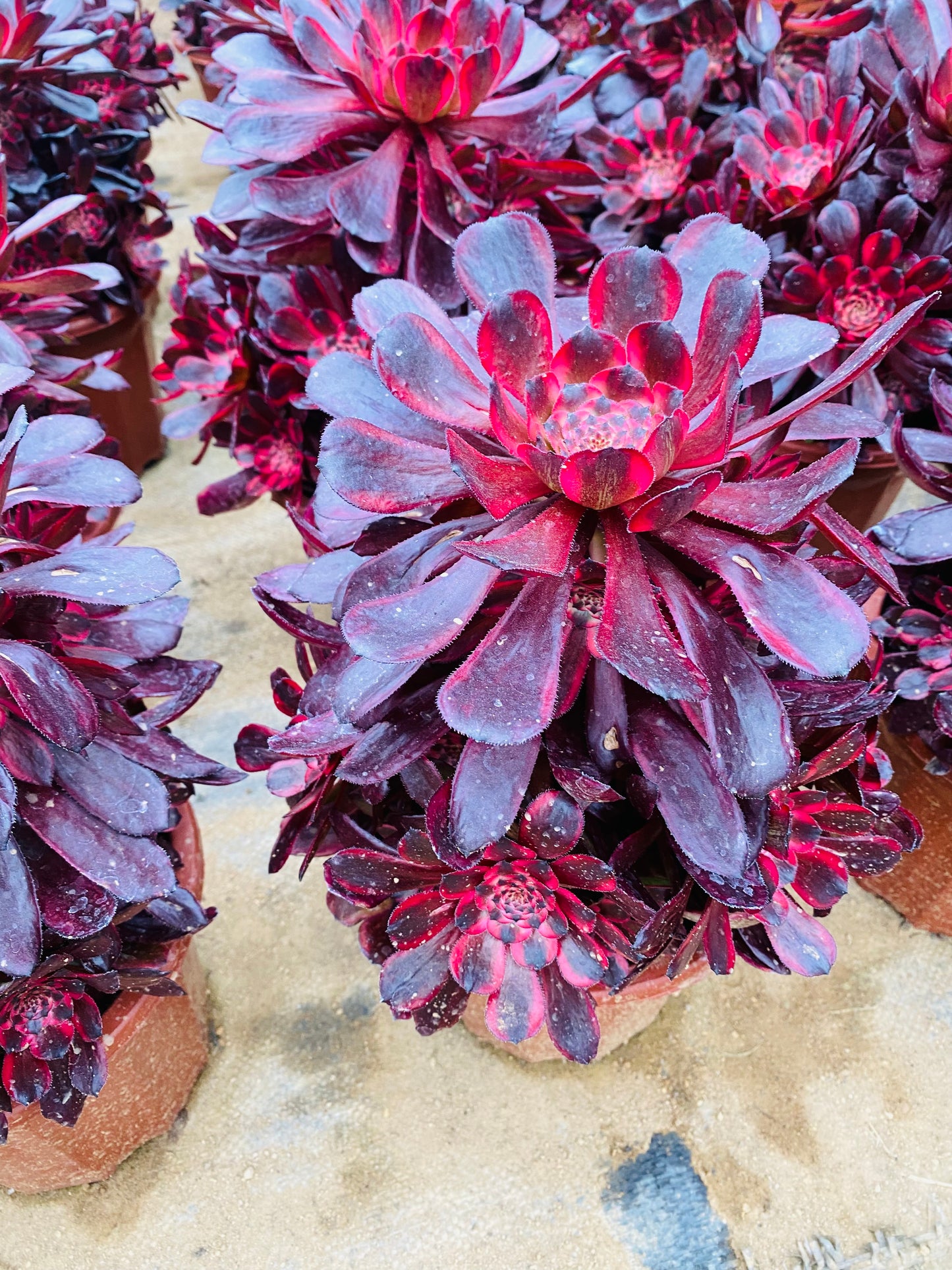 Daughter's Red Wine/女儿红 cluster at least 12 heads 20-30cm aeonium cluster