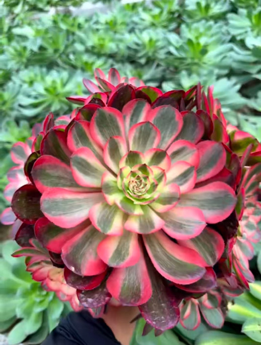 Red Flame Lotus Variegated/赤焰莲锦  cluster at least 8 heads 20-30 cm Aeonium Single head Succulent Plant