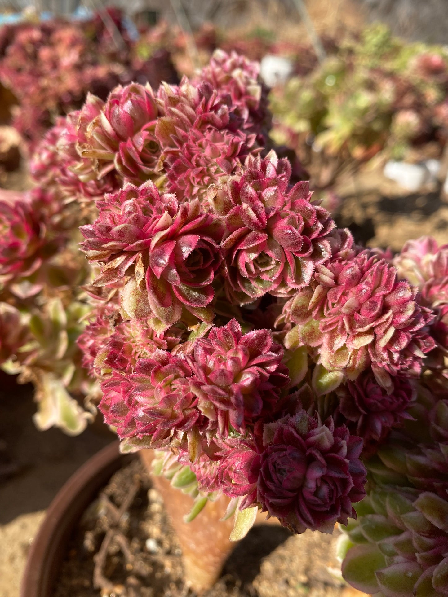 Allure Crested/倾城缀化 25cm two years old aeonium crested