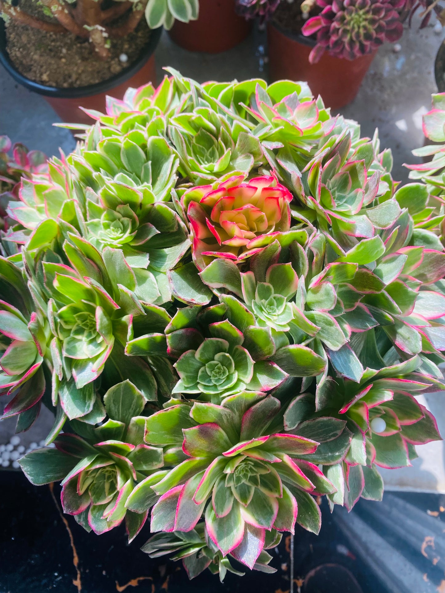 Kaleidoscope/万花筒 Spherical   cluster 25-30cm at least 20 heads Aeonium Cluster Succulent Plant