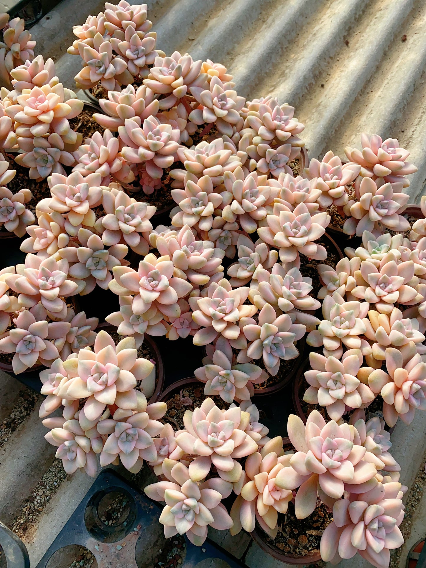 Pachyphytum 'Apricot Beauty'/美杏锦 4 heads 9cm pot