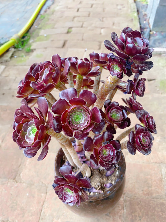 Atropurpureum/黑法师 Cluster At least 15 heads 20cm-25cm High: 30cm-40cm