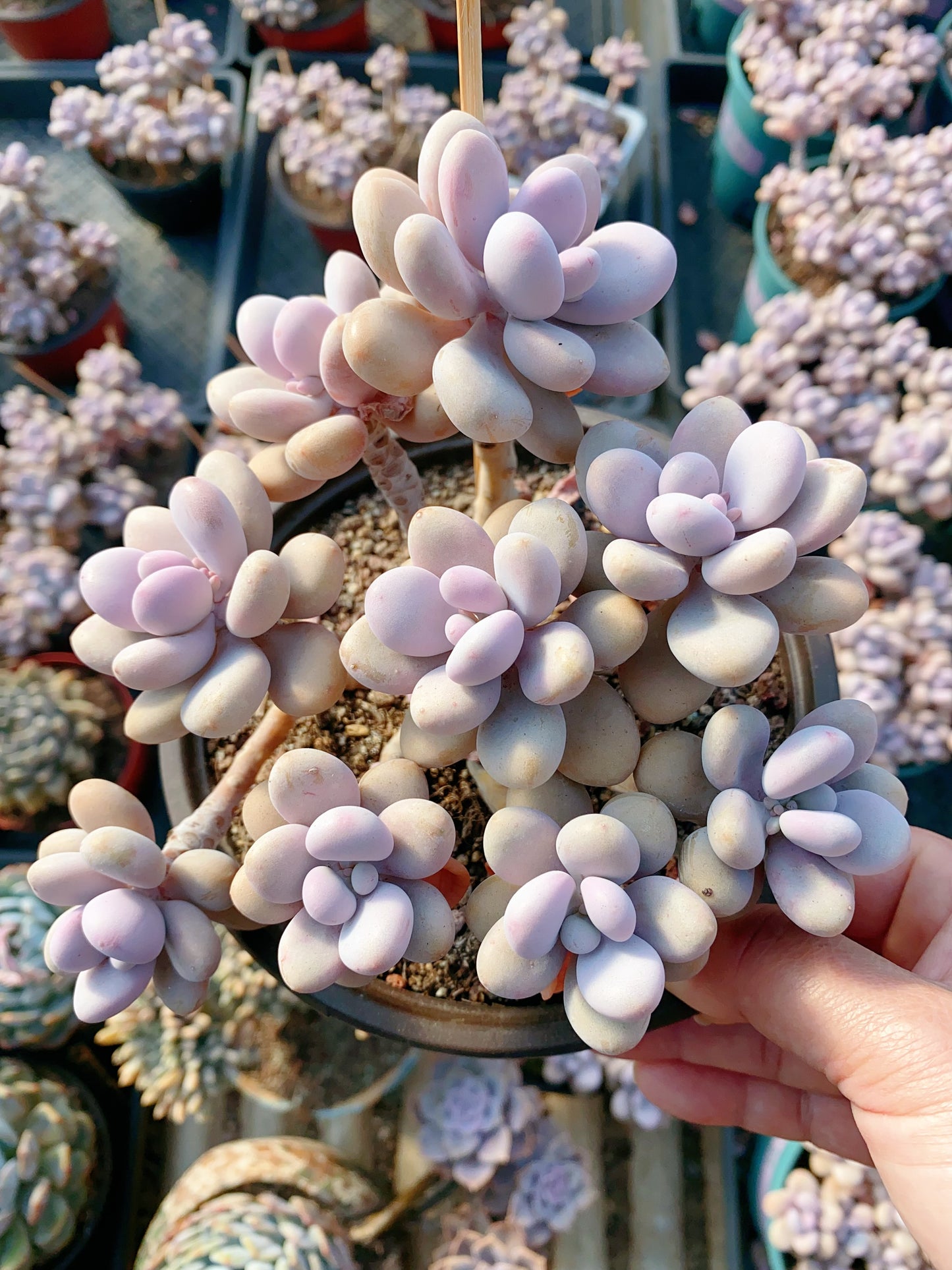 Graptopetalum amethystinum/桃蛋 cluster at least 15cm