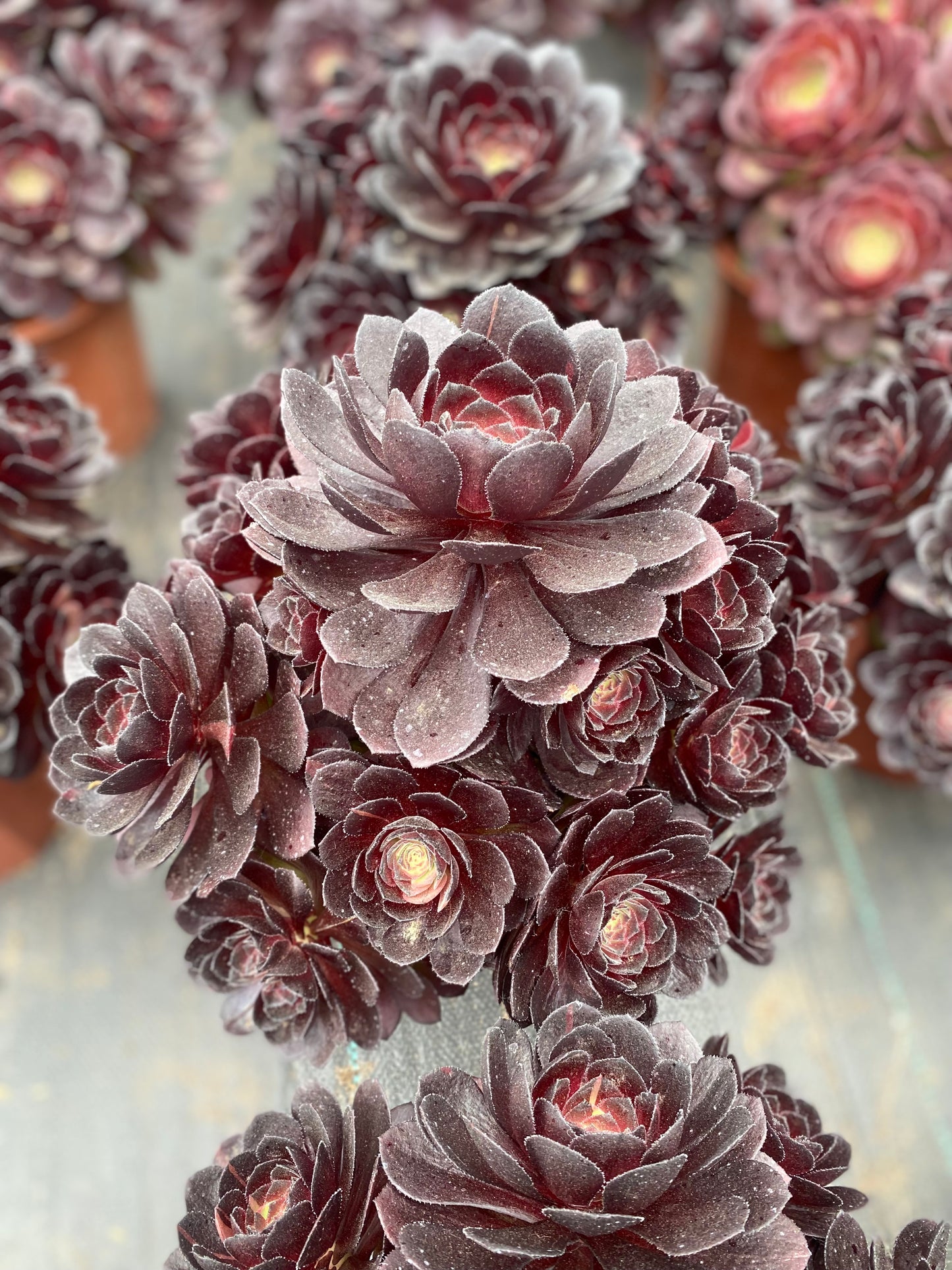 Black Beauty/黑美人 cluster at least 15 heads 20-30cm