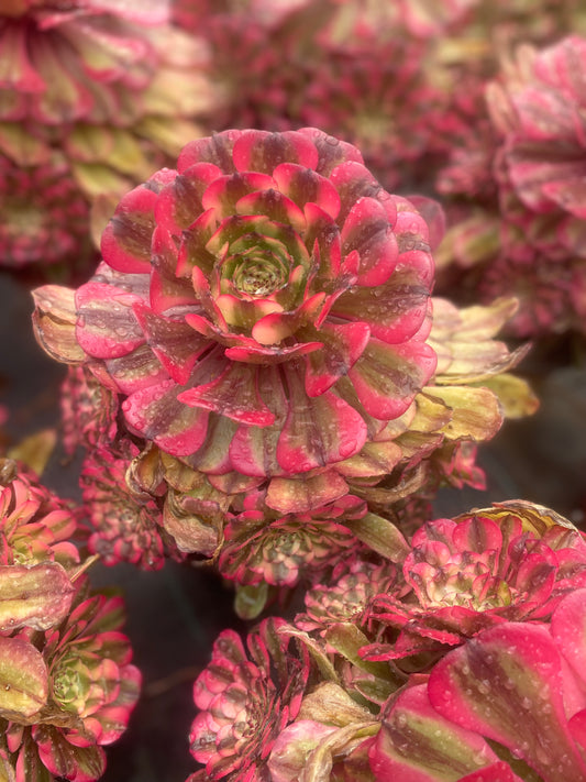 Pink Meiji/粉体美姬 cluster 20-30cm at least 10 heads